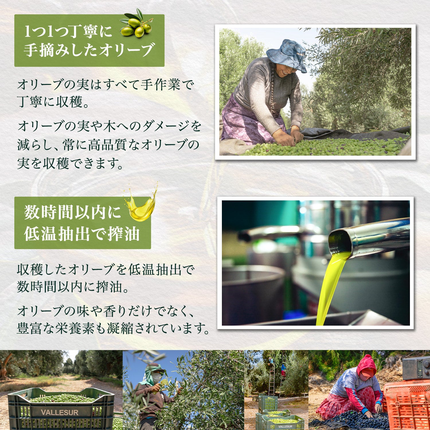 商品 - バジェスル Exバージンオリーブオイル [500ml] | IRIS JAPAN Co