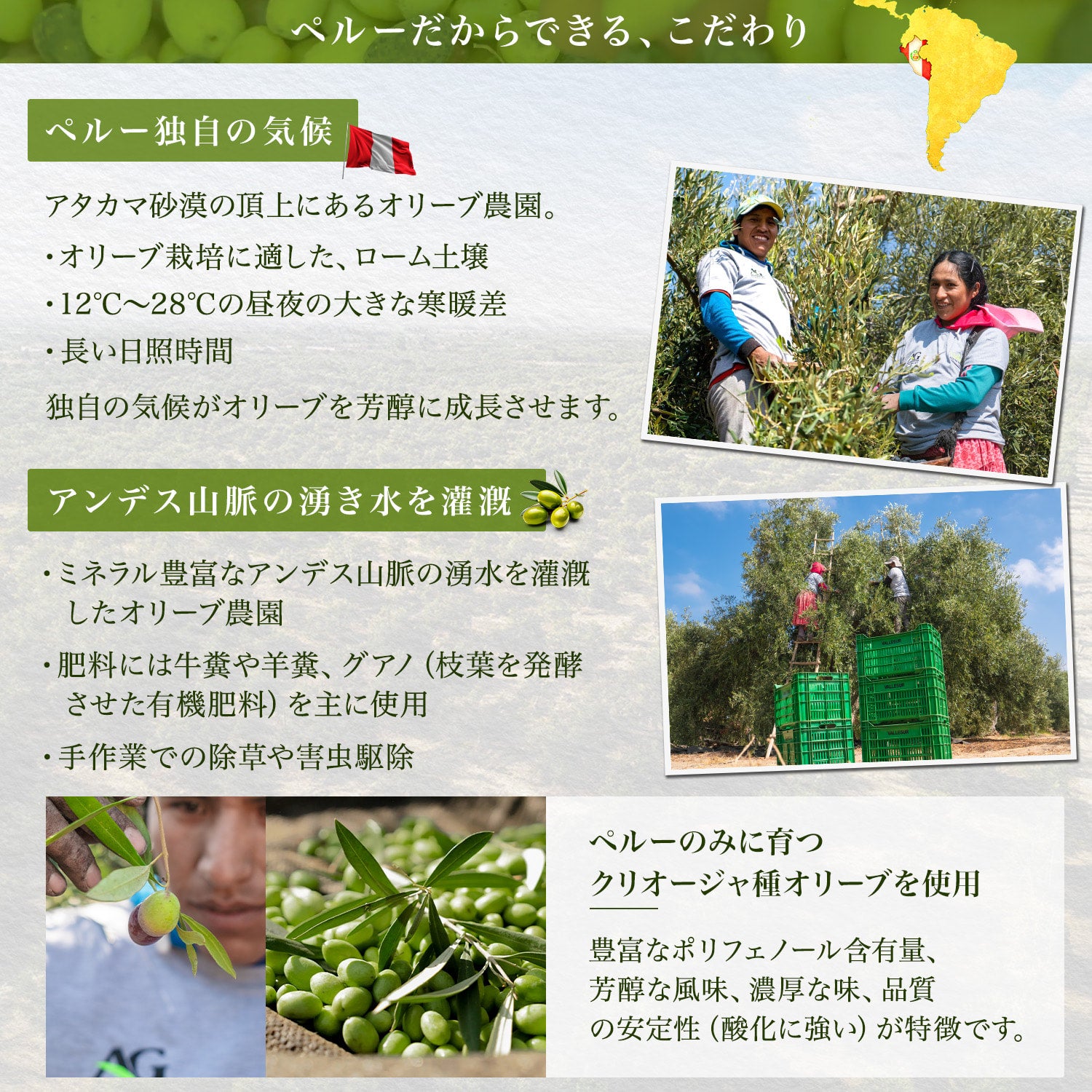 商品 - バジェスル Exバージンオリーブオイル [500ml] | IRIS JAPAN Co