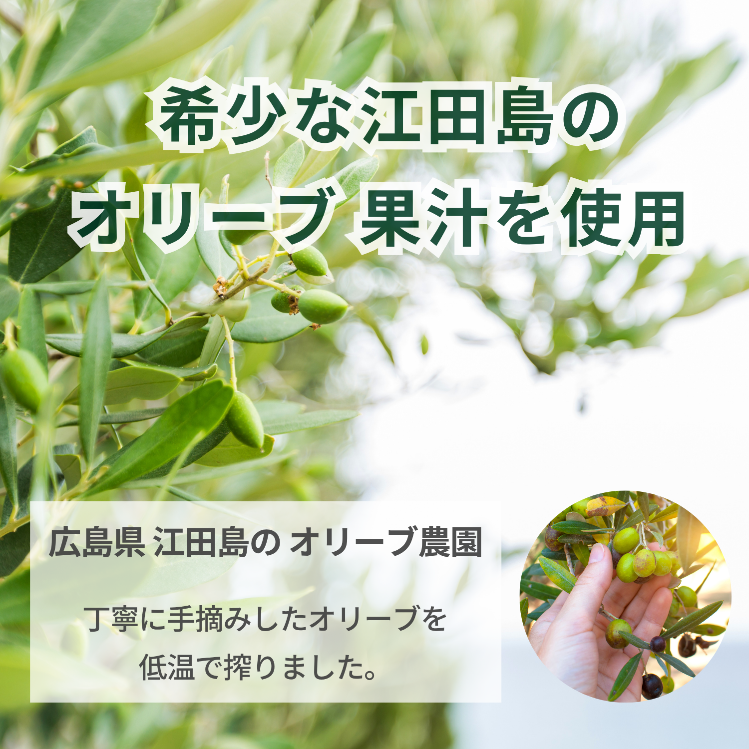 商品 - オリーブ酢 | IRIS JAPAN Co, Ltd.